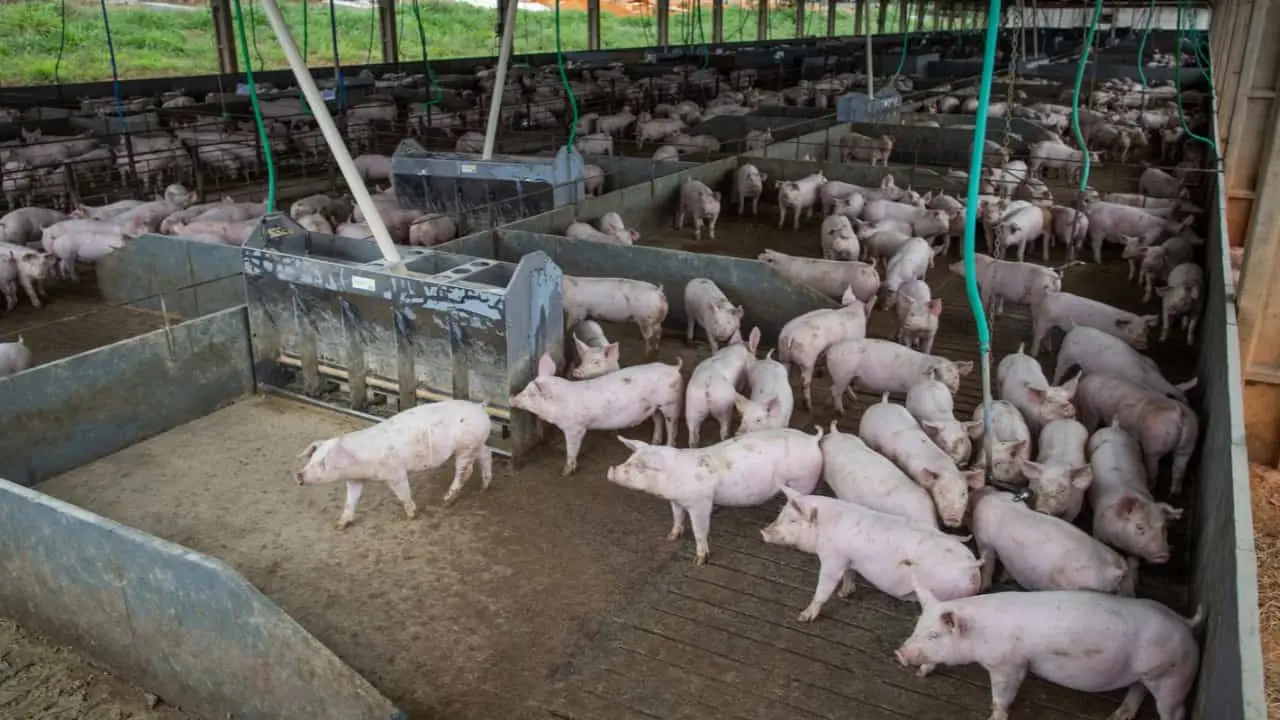 Consumo alto favorece mercado de suínos que cresceu 5,9% em 2022.