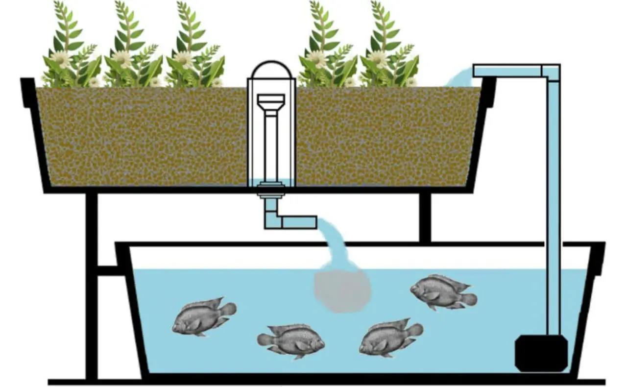 Sistema de produção de peixes e plantas é técnica sustentável e pode ser lucrativa.