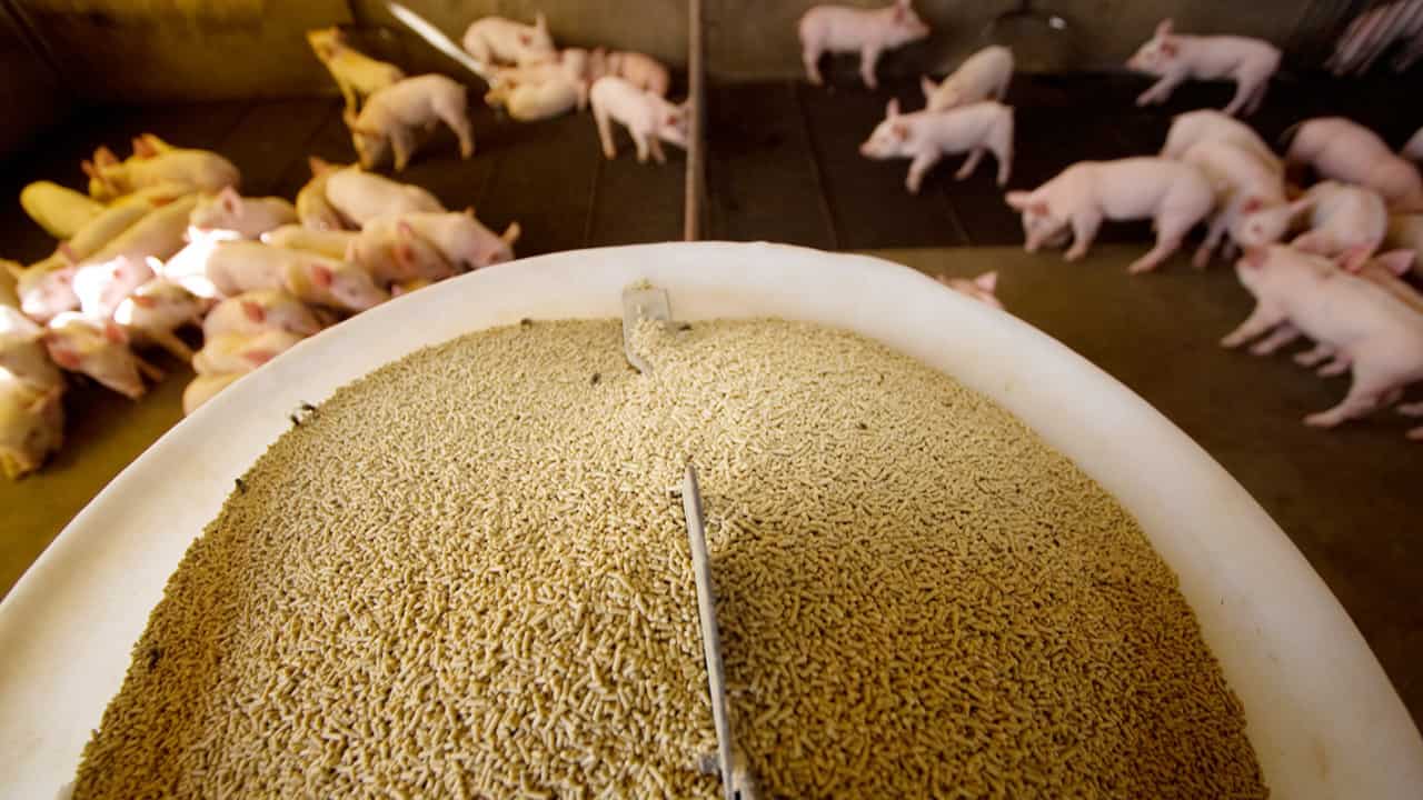 Baixa oferta de suínos provoca alta de 10,7% no preço ao produtor em fevereiro 3 Custo de produção caiu, principalmente de insumos da ração como milho e farelo de soja.