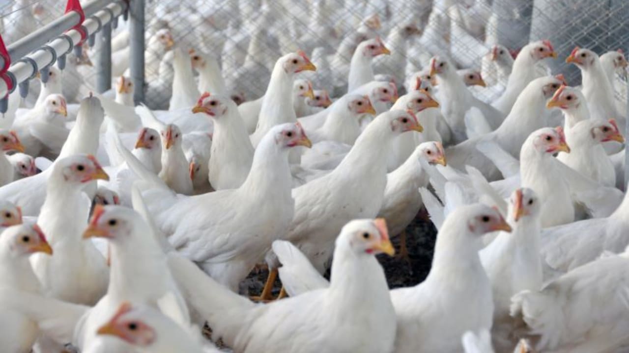 Demanda por frango brasileiro cresce em 2022 por conta de casos de gripe aviária no mundo.