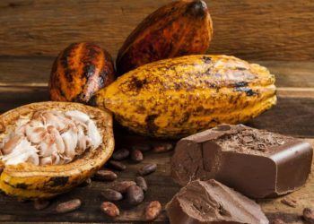 Dia do Cacau: como o fruto amazônico se transforma no chocolate da Páscoa.