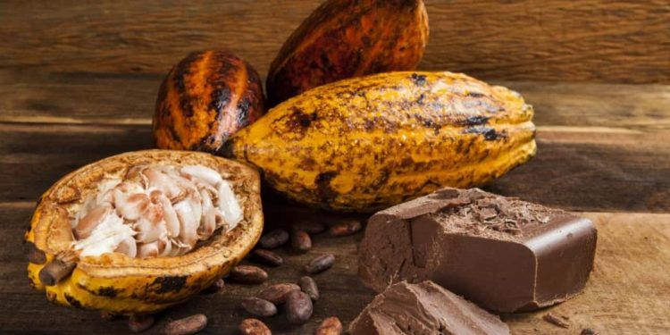 Dia do Cacau: como o fruto amazônico se transforma no chocolate da Páscoa.