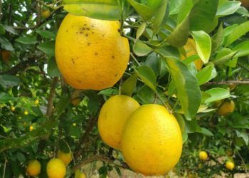 Doença da pinta preta dos citros está presente em 34 municípios de Goiás.