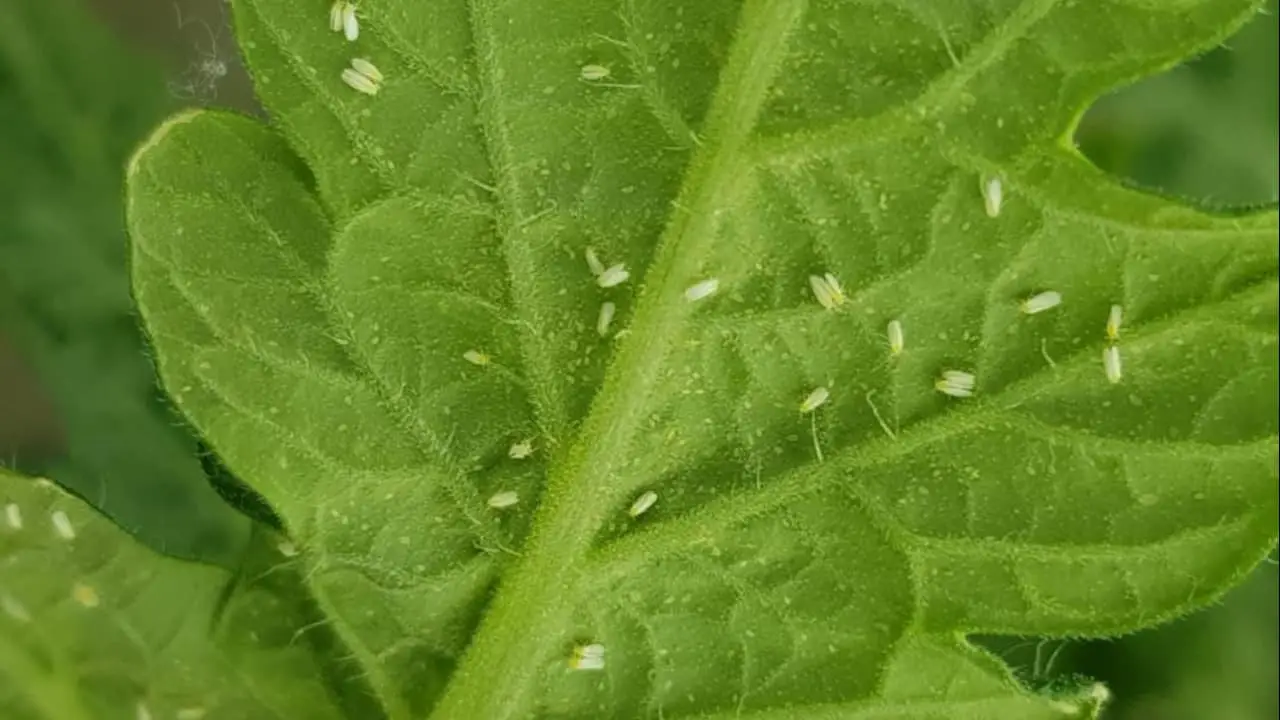 Produtos à base do fungo Trichoderma controlam mofo-branco de diversas culturas 2 Duas linhagens de Trichoderma são capazes de controlar a doença e ainda melhorar a nutrição das plantas.