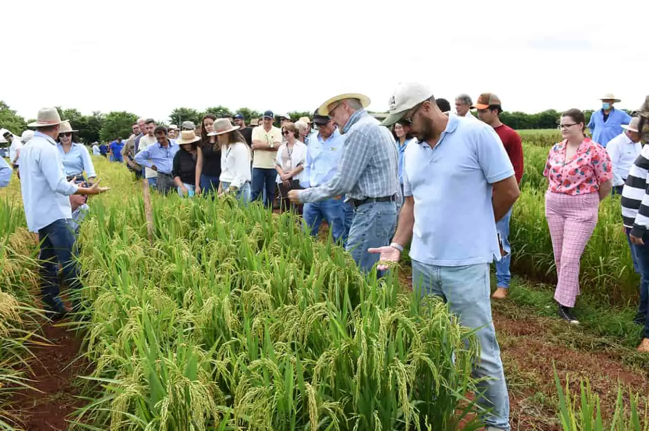 alternativa sustentável