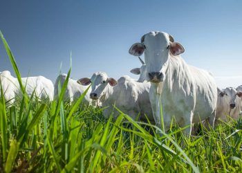 Encontro traz palestras de manejo de pastagens e doenças de bovinos em Goiânia.