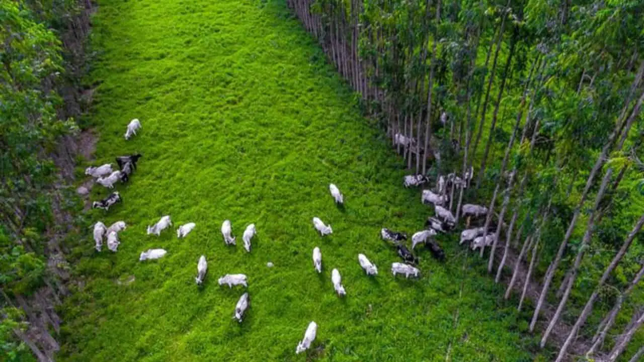 Entre as vantagens da agricultura regenerativa é reduzir a emissão de Gases de Efeito Estufa (GEE).