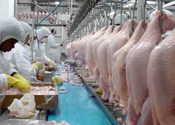 Exportações de carne de frango brasileira crescem 10,6% no 1° bimestre de 2023.
