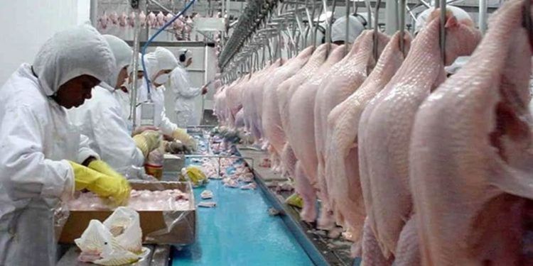 Exportações de carne de frango brasileira crescem 10,6% no 1° bimestre de 2023.