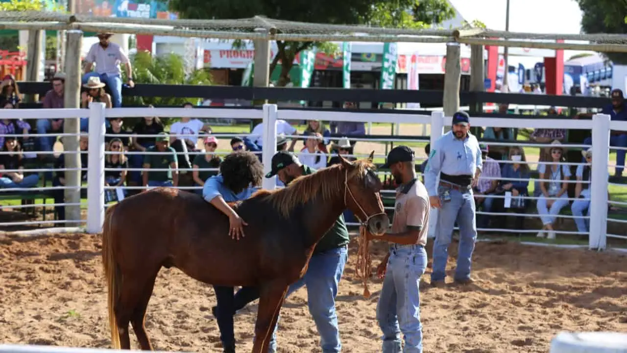 Tecnoshow 2023: feira terá exposição com cerca de mil animais, em Goiás 2 Exposição de equinos, muares, bovinos de corte e de leite, ovinos, peixes e abelhas; além de palestras de pecuária.