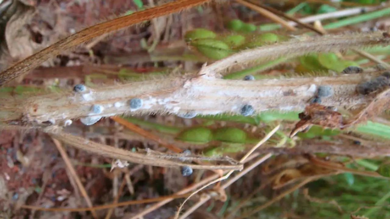 Produtos à base do fungo Trichoderma controlam mofo-branco de diversas culturas 3 Fungo benéfico parasita o fungo maléfico e se alimenta dos nutrientes nele contidos, além de produzir enzimas que danificam o hospedeiro e impedem seu desenvolvimento.