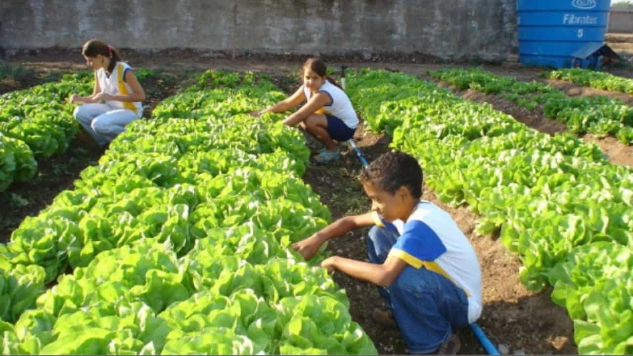 hortas nas escolas