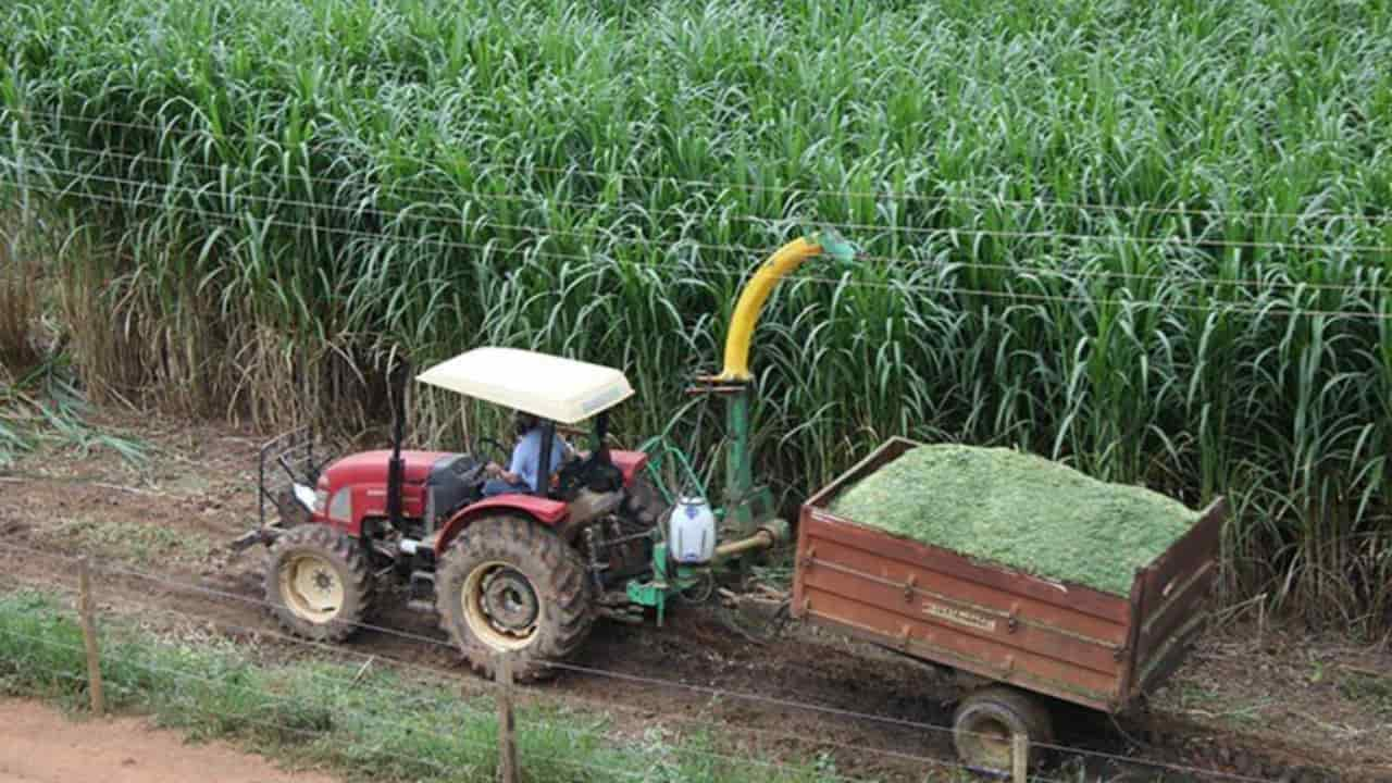 Inscrições vão até dia 23 de março; curso ensina do plantio do capim ao preparo da silagem para alimentação do gado. 