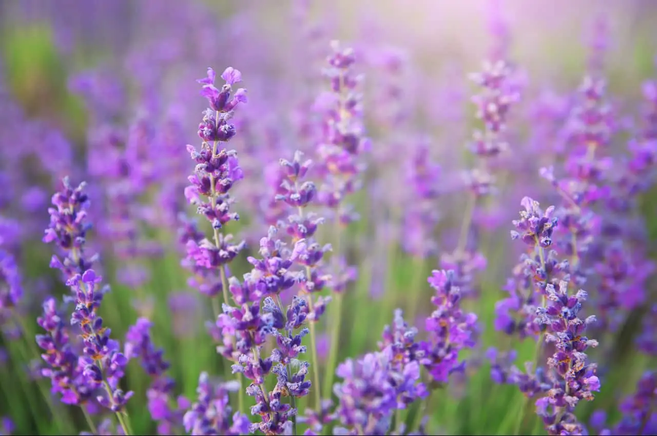 lavanda