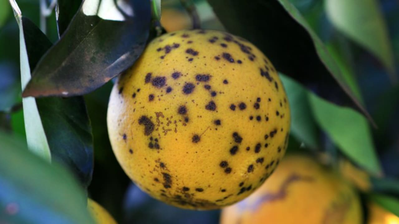 Doença da pinta preta dos citros está presente em 34 municípios de Goiás 2 Normativa da Agrodefesa atualiza lista de municípios onde ocorre a doença nos pomares.