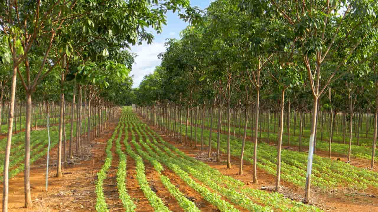 Objetivo é integrar em uma mesma área produção agrícola, pecuária e florestal.