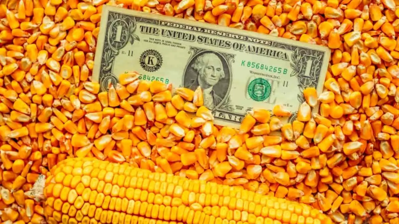 Brasil pode se tornar o maior exportador mundial de milho nesta safra 2022/23 2 País pode ultrapassar Estados Unidos nos embarques do cereal segundo estimativa do USDA.