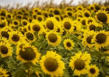 Plantio de girassol deve ser feito até 31 de março, em Goiás.