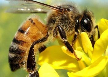 Polinização de abelhas impulsiona agricultura e preserva matas nativas.