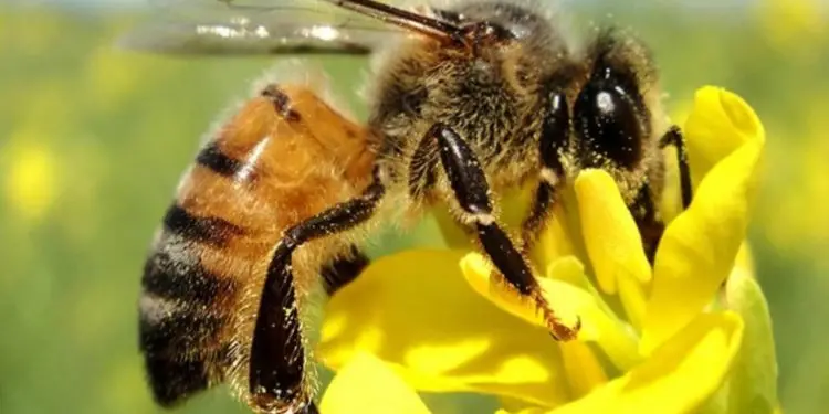 Polinização de abelhas impulsiona agricultura e preserva matas nativas.