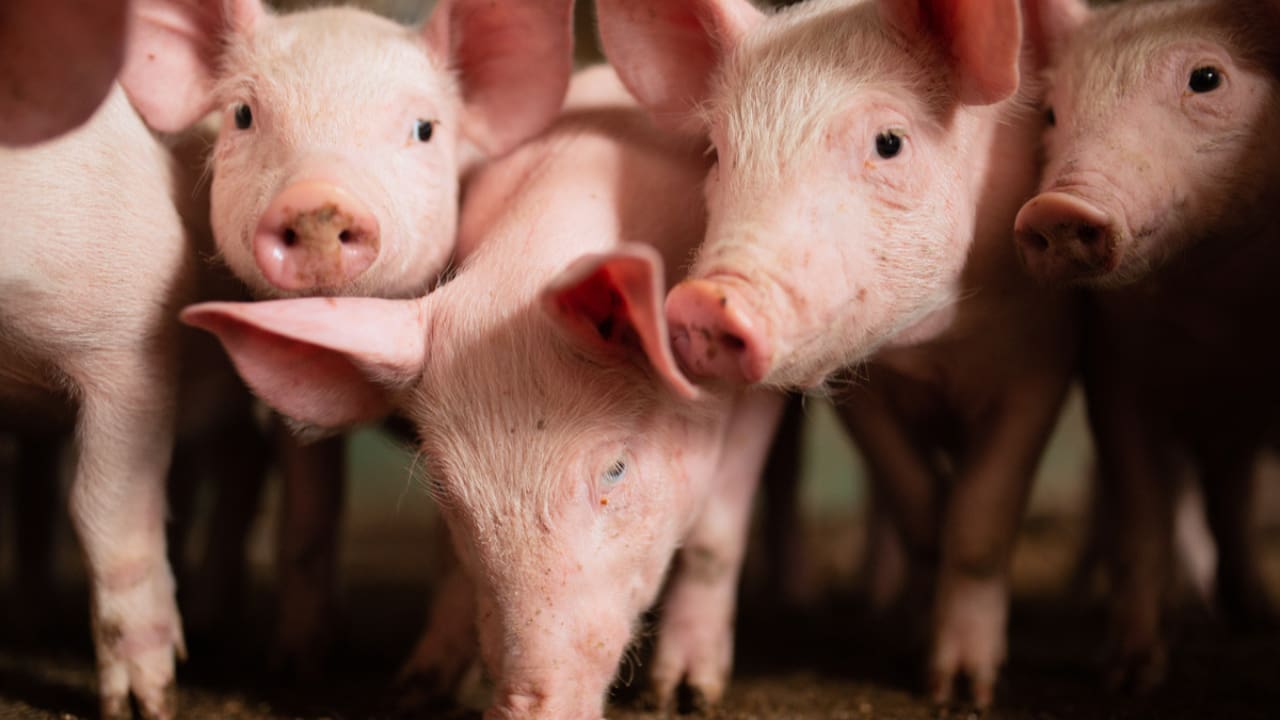 Baixa oferta de suínos provoca alta de 10,7% no preço ao produtor em fevereiro 2 Preço pago ao produtor maior com desvalorização dos insumos, tornou atividade mais lucrativa.