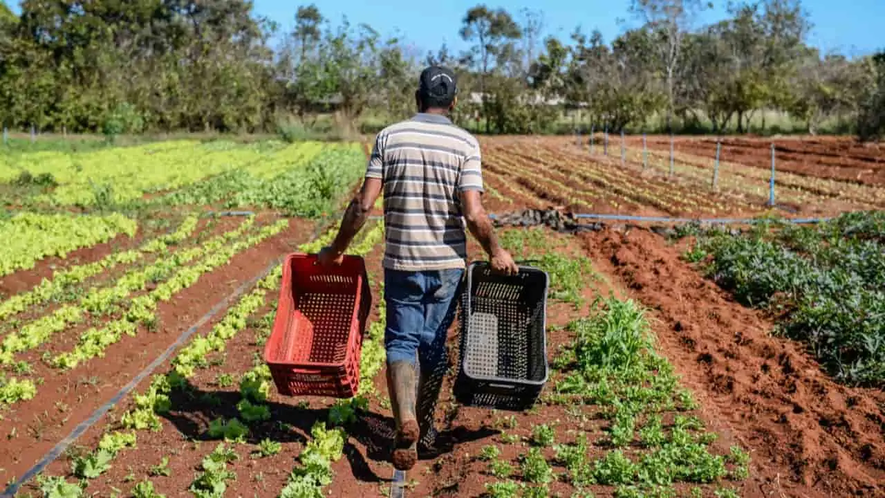 Prioridade é facilitar acesso para os agricultores familiares indígenas, povos e comunidades tradicionais, com foco nas mulheres e assentados da reforma agrária. 
