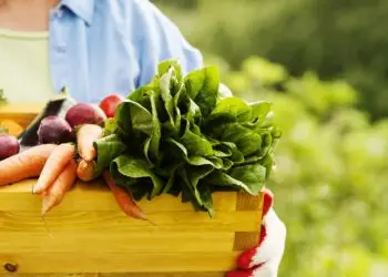Produção de alimentos saudáveis será pauta de programa nacional lançado no Brasil.
