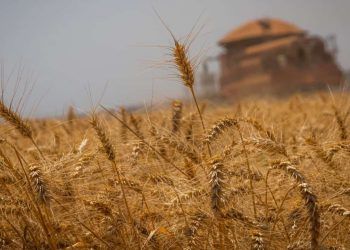 Produção de trigo recorde pode levar o Brasil a ser 10º maior exportador do mundo.