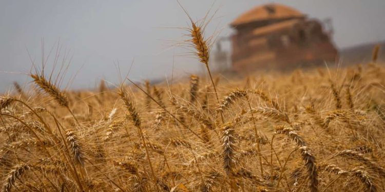 Produção de trigo recorde pode levar o Brasil a ser 10º maior exportador do mundo.