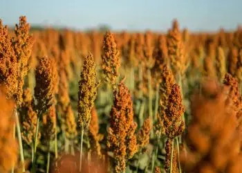 Produtores investem no cultivo de sorgo como alternativa para nutrição animal.