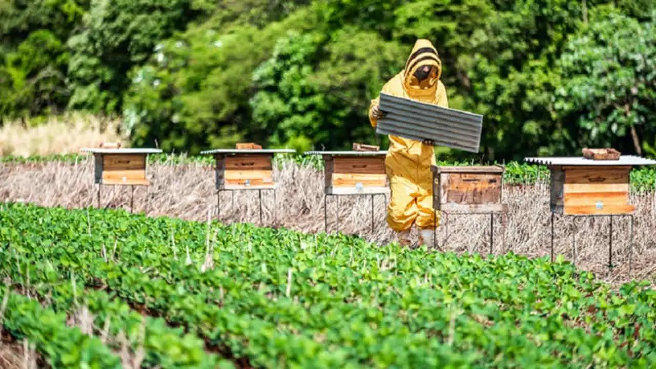 Polinização de abelhas impulsiona agricultura e preserva matas nativas 2 Produtores rurais investem na preservação e locação de colmeias pra polinizar lavouras e melhorar a produtividade.