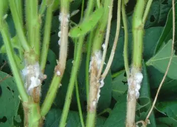 Produtos à base do fungo Trichoderma controlam mofo-branco de diversas culturas.