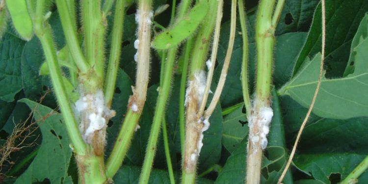 Produtos à base do fungo Trichoderma controlam mofo-branco de diversas culturas.