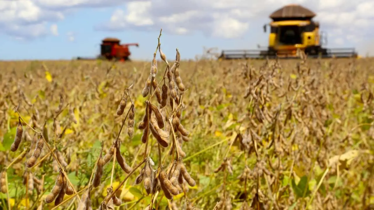 Ramo agrícola puxou para baixo PIB com aumento de custos e quebra da safra de culturas como a soja.