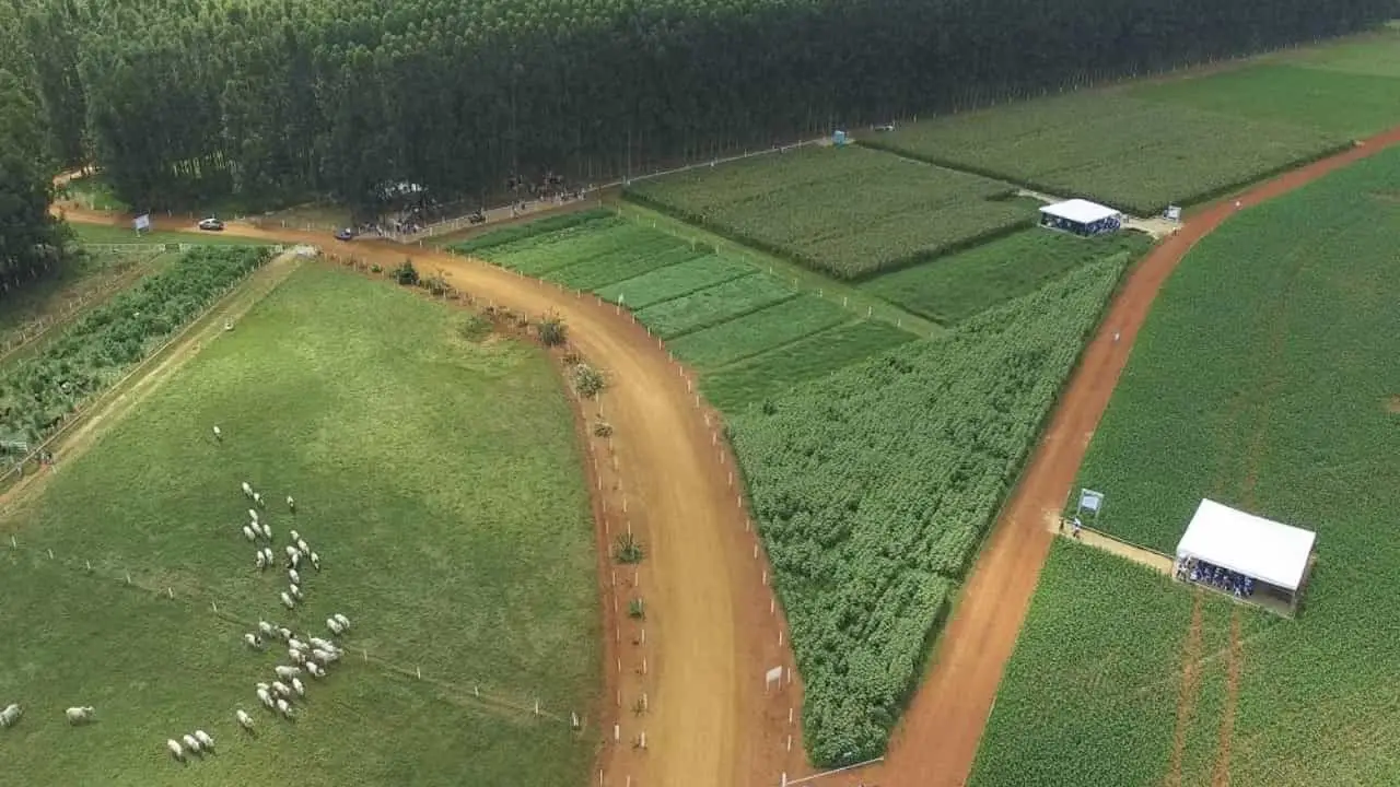 O Sistema ILPF integra em uma mesma área produtos agrícolas, pecuários e florestais.