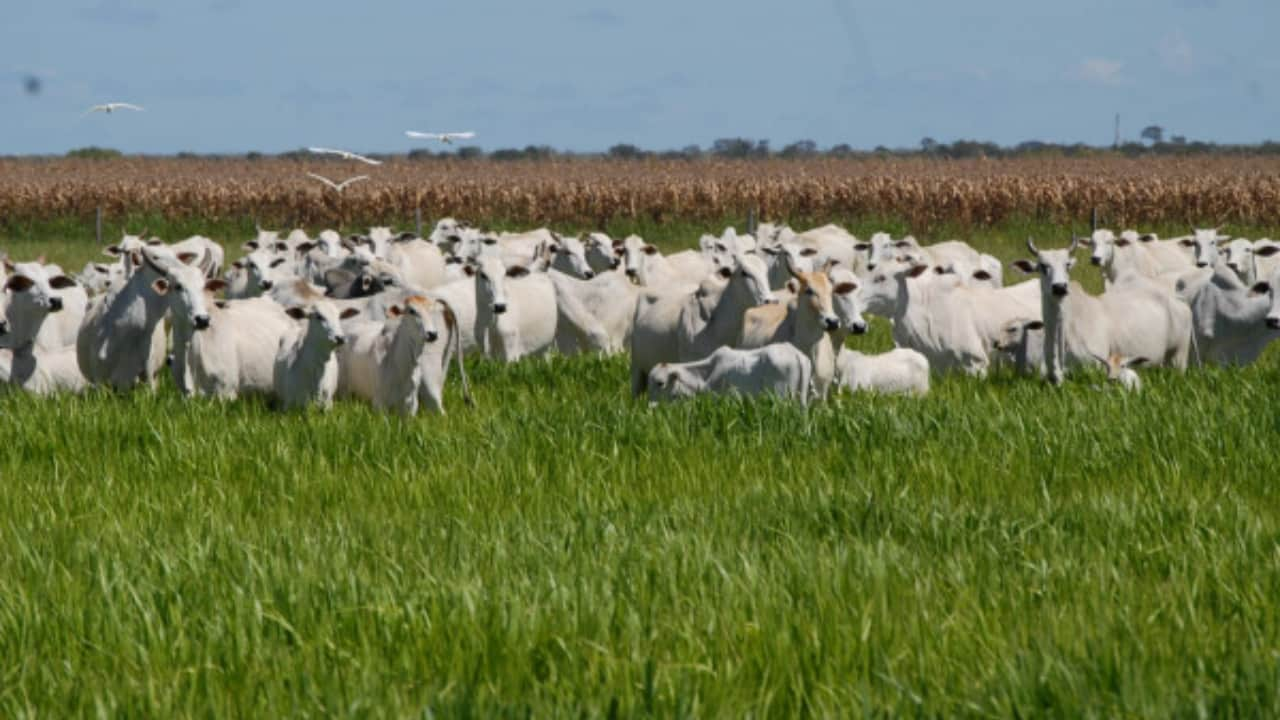 Sistemas recupera solos degradados, diminui o impacto no meio ambiente e ainda melhora a economia do produtor rural.