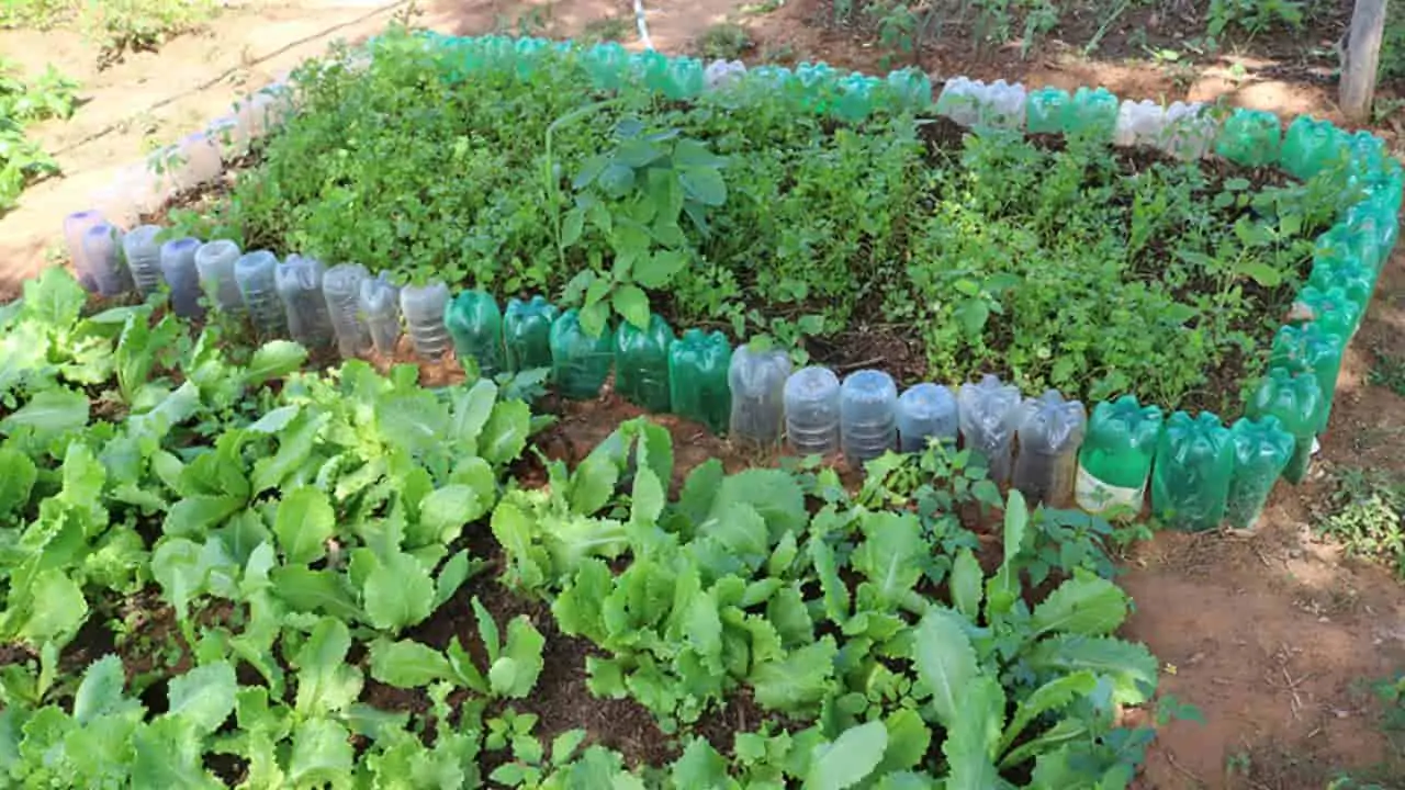 Sisteminha ganha versão com foco em renda para comunidades e combate a fome 3 produção de alimentos