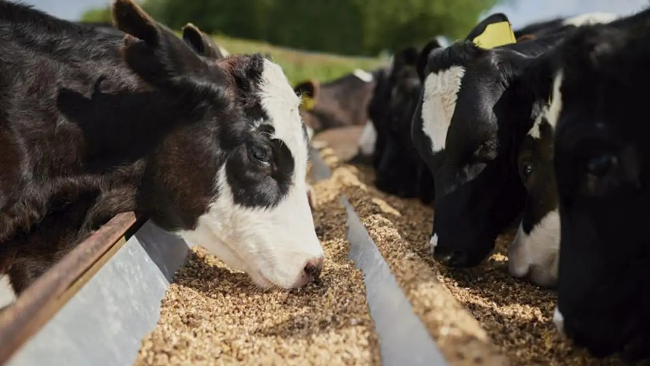 Sorgo ganha espaço nas lavouras pela maior resistência à seca e custo de produção mais barato que o milho.