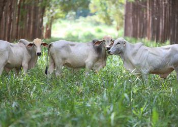 1º Seminário Zebu Carbono Neutro acontece durante a 88ª Expozebu.