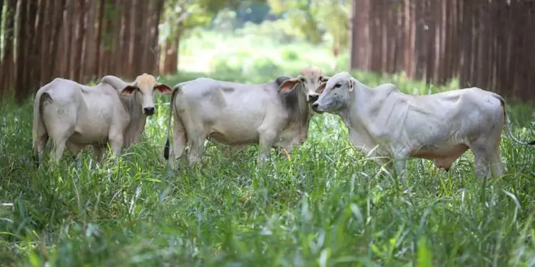 Expozebu: Seminário Zebu Carbono Neutro acontece na segunda (1º) 1 1º Seminário Zebu Carbono Neutro acontece durante a 88ª Expozebu.