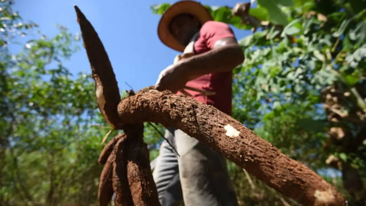 Bela Vista de Goiás é o maior produtor da raiz no estado e pleiteia o título de Capital da Mandioca.