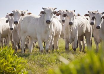 Brasil é referência no mercado pecuário, sendo o segundo maior produtor de carne bovina do mundo.