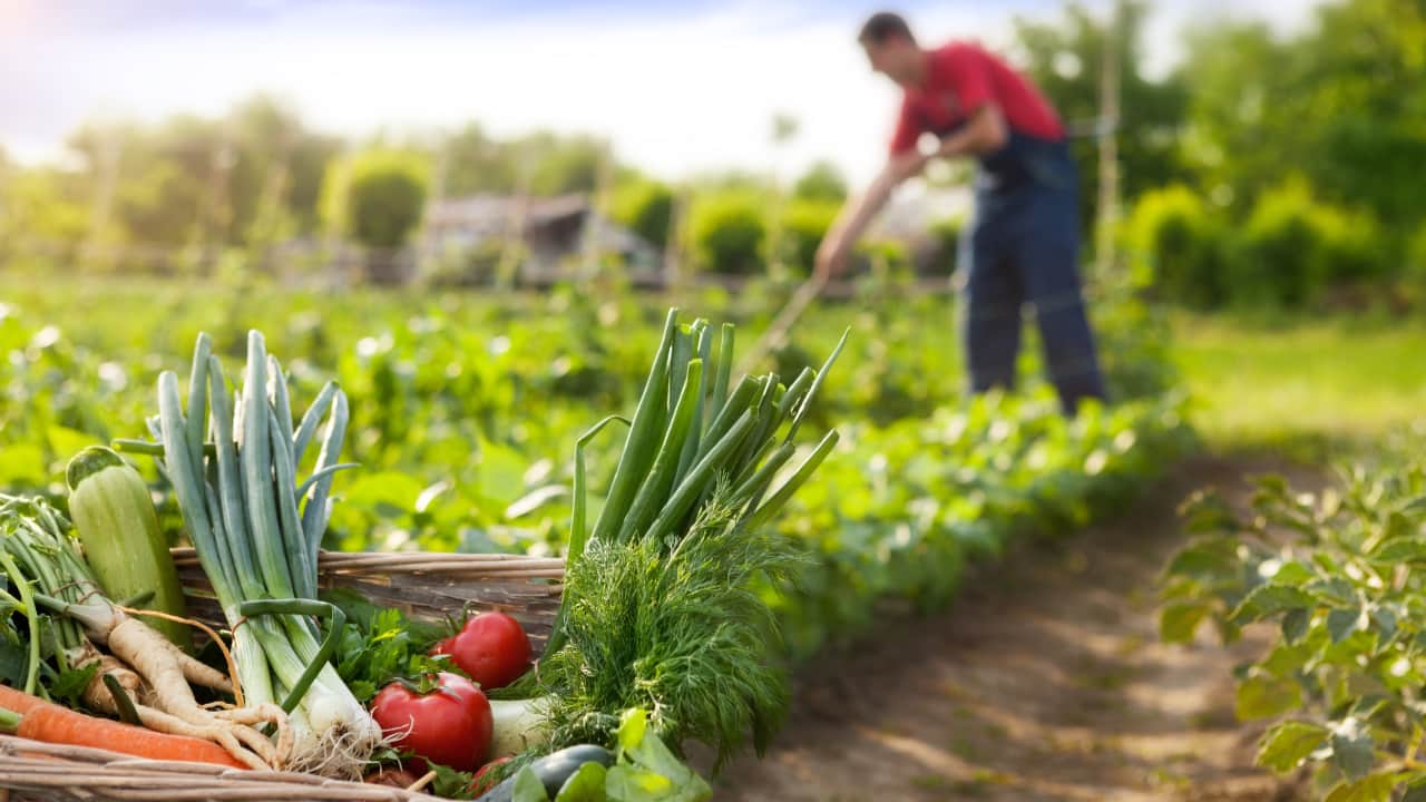 Capacitação gratuita do Senar ensina produção, certificação e comercialização de hortaliças, frutas e animais em sistemas orgânicos. 