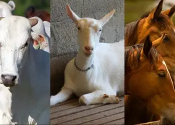 vacinação contra raiva