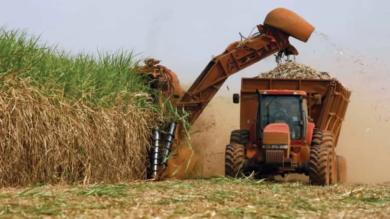 Conab aponta volume produzido de 637,1 milhões de toneladas com aumento da área plantada e maior produtividade. 