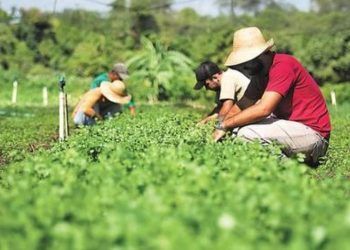 Conselho aumenta limite de crédito para agroindústria familiar.