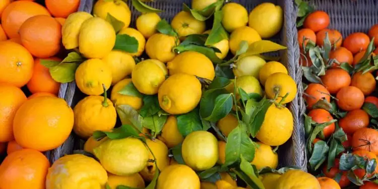 cultivo de frutas