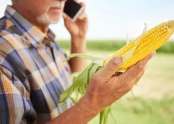 Dia Internacional do Milho: veja receitas com o alimento mais versátil do mundo