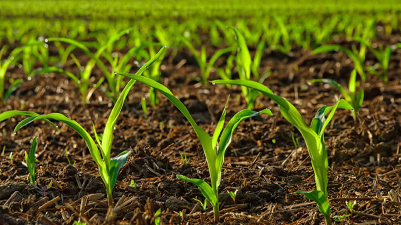Inmet alerta diminuição de chuva e dos níveis de umidade no solo para cultivos de 2ª safra. 
