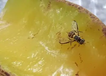 mosca-da-carambola